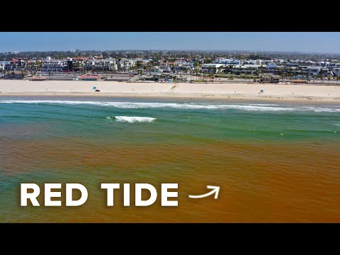 What Is a Red Tide and Why Is It Dangerous?