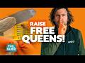 Raise Your Own Mated Queens For FREE Beekeeping On A Budget