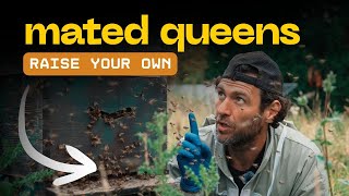 Raise Your Own Mated Queens - The Complete Queen Rearing Process Explained