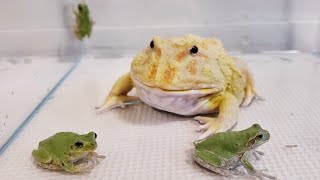 カエルはカエルを食べますか？