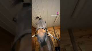 horse agresseively nodding