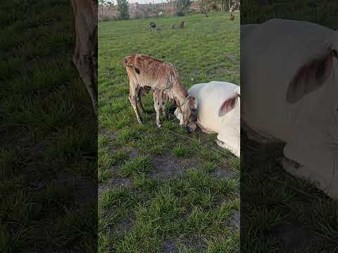 en orocue Casanare cuna de lavoragine