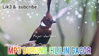 Download lagu cililin gacor tembakan rapat rool panjang suara jernih masteran murai batu cucak ijo mp3