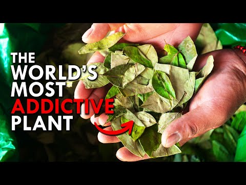 Coca: The World’s Most Addictive Plant