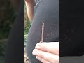 inch worm pretending to be a stick