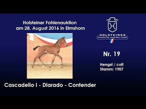 Holsteiner Fohlenauktion 2016 in Elmshorn - Nr. 19 v. Cascadello I - Diarado