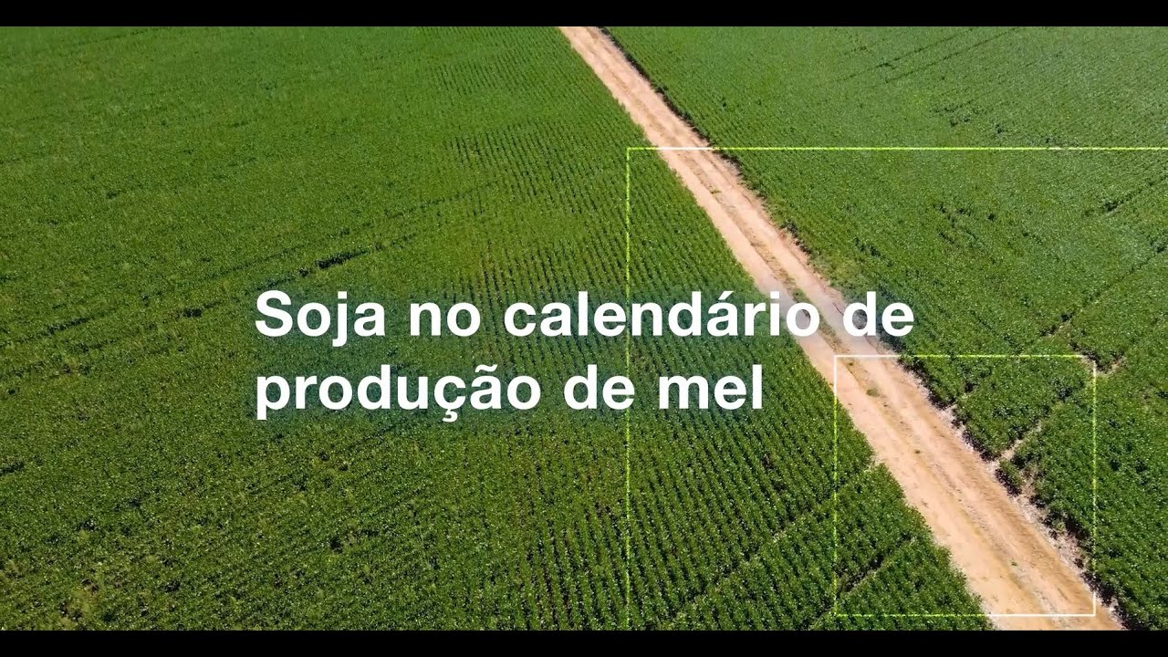 Soja no calendário de produção de mel