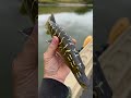 Video Thumbnail for Real Or Fake Pike Swim Bait?