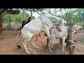 អាពេជ្រលោតមេសាហាវ Cow Fuck