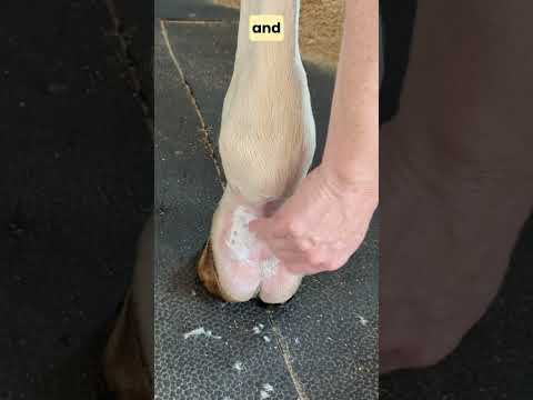 Mud Fever and Scratches - A Simple Protocol for Minor Cases