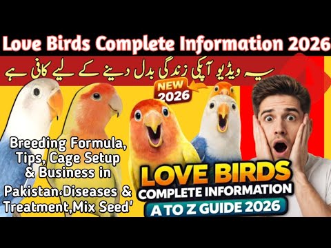 Love Birds Complete Guide 2026 | Breeding Formula, Cage Setup, Seed Mix & Business in Pakistan”