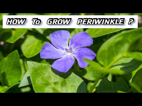 Growing Vinca - How to Plant Periwinkle