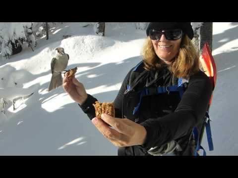 Whiskey Jacks - Canada's national bird