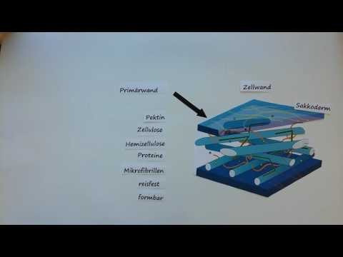 Die Zellwand (Videoprojekt der B3 im WS 2016)