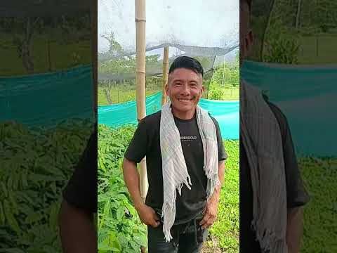 cultivo de cacao Unguia choco #reels #viral #shortvideo #video #cacao #fypシ #fyp