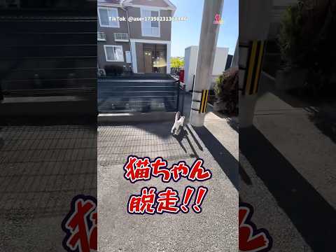 脱走猫ちゃん捕獲の一部始終