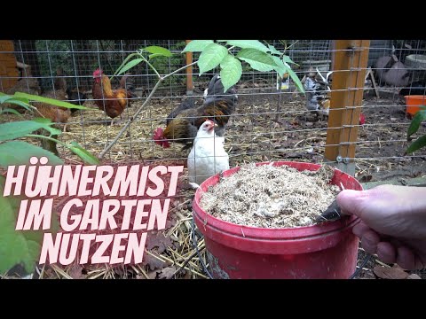 Chicken Tip 3 - Using chicken manure in the garden - Chicken droppings