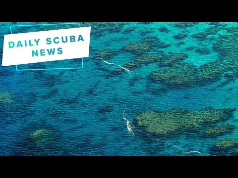 Daily Scuba News - Great Barrier Reef coral spawn tracked