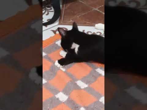 Vídeo de Tity