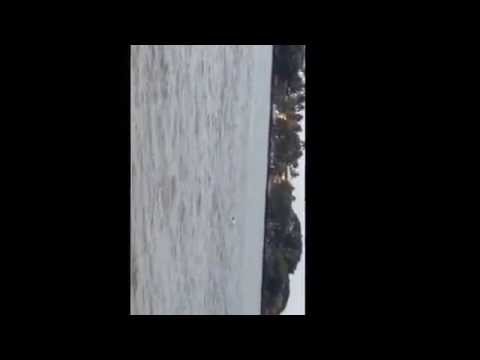 Rare group dolphins captured at kerla beach