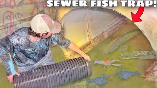 Trapping Sewer INFESTED With AQUARIUM FISH!