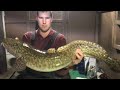 Video Thumbnail for ICE Fishing For Giant Burbot