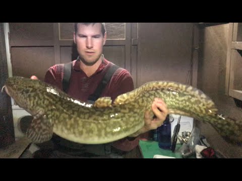 Video Thumbnail for ICE Fishing For Giant Burbot