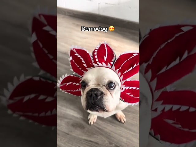 Vídeo relacionado con Monedero parodia Pets Love mascota Demodog - Beige, 15 x 10 cm