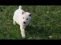 Shiba Inu cachorro en venta