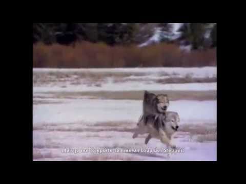 Video thumbnail for Le Loup des Steppes
