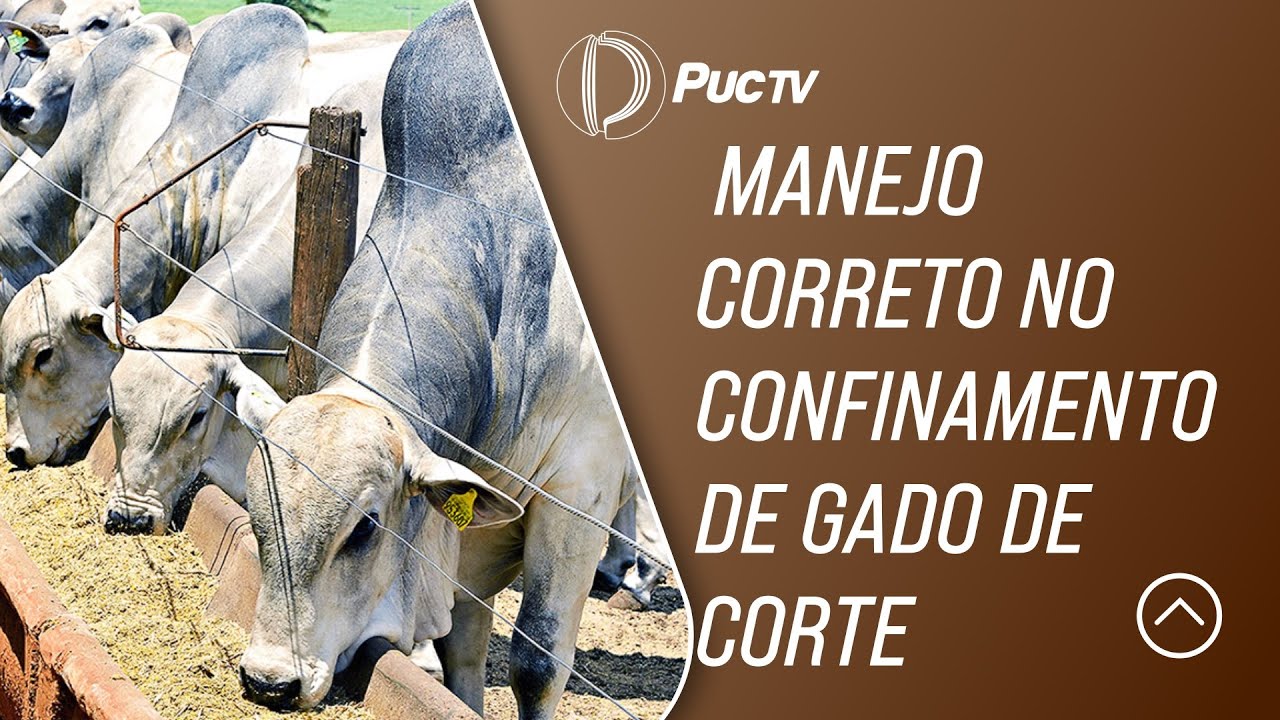 VEJA O MANEJO CORRETO NO CONFINAMENTO DE GADO DE CORTE