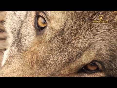 Das ist Wolfsblut Premium Hundefutter