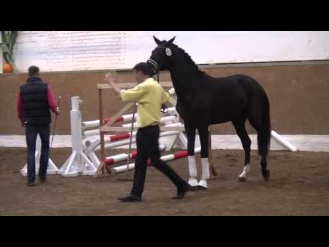 Dubarry-Fontainebleau stallion * 2013