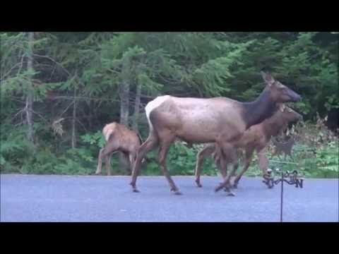 Morning Elk Herd Walk