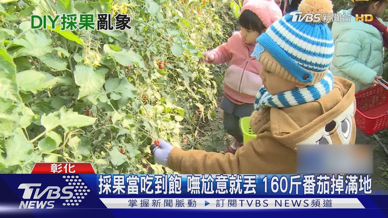 採果當吃到飽！嘸尬意就丟　160斤番茄掉滿地