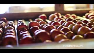 Shawnee Forest Country Apple Picking Season