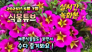 2025년 5월 7일   예쁜식물들 보면서  랜선으로  수다즐겨봐요. #양재꽃시장 #식물튜브 #식물아빠