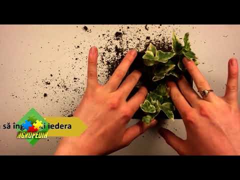 Cum să îngrijești iedera?