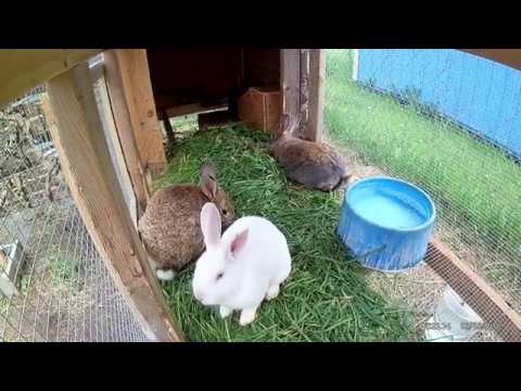 5 17 2020 Our Rabbitry