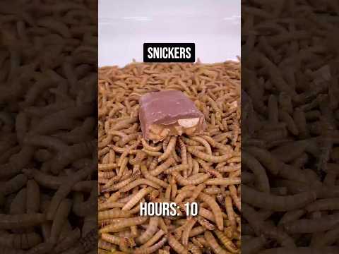 Mealworms vs snickers #mealworms #tiktok #snickers