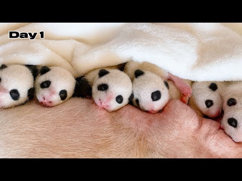 20 neugeborene Panda-Babys 20 Tage lang aufziehen… das ist passiert