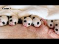 Raising 20 Newborn Panda Cubs For 20 Days Here S What Happened The First 20 Days Of Newborn Animals