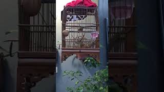 Download lagu Kicauan Teumi / wambi mini / hwamei mini untuk pancingan agar rajin berkicau (subscribe dulu 😁🙏) mp3