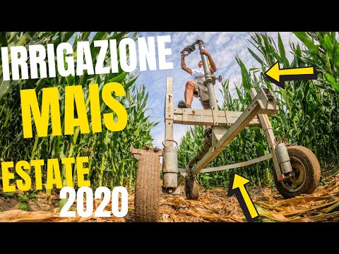 CORN IRRIGATION SUMMER 2020 | RM Super Rain Sprinkler