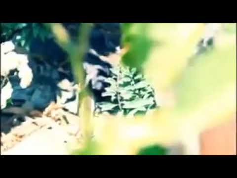 Mc iago Mc caçula eu tenho uma missão lançamento 2019