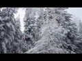Зимняя сказка леса 