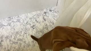 ミニチュアピンシャーの動画01