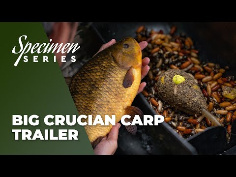 Phil Spinks Specimen Series – BIG Crucian Carp Trailer - Live 3rd July 4:00pm