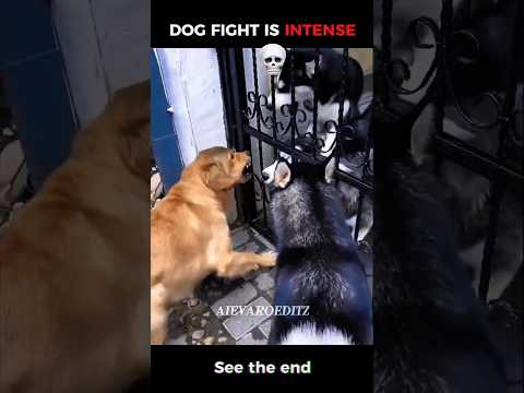 Dog Fight Is Intense... But Cat Fight #trollface #fight #cat #dog