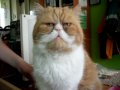 garfield in real life!!!